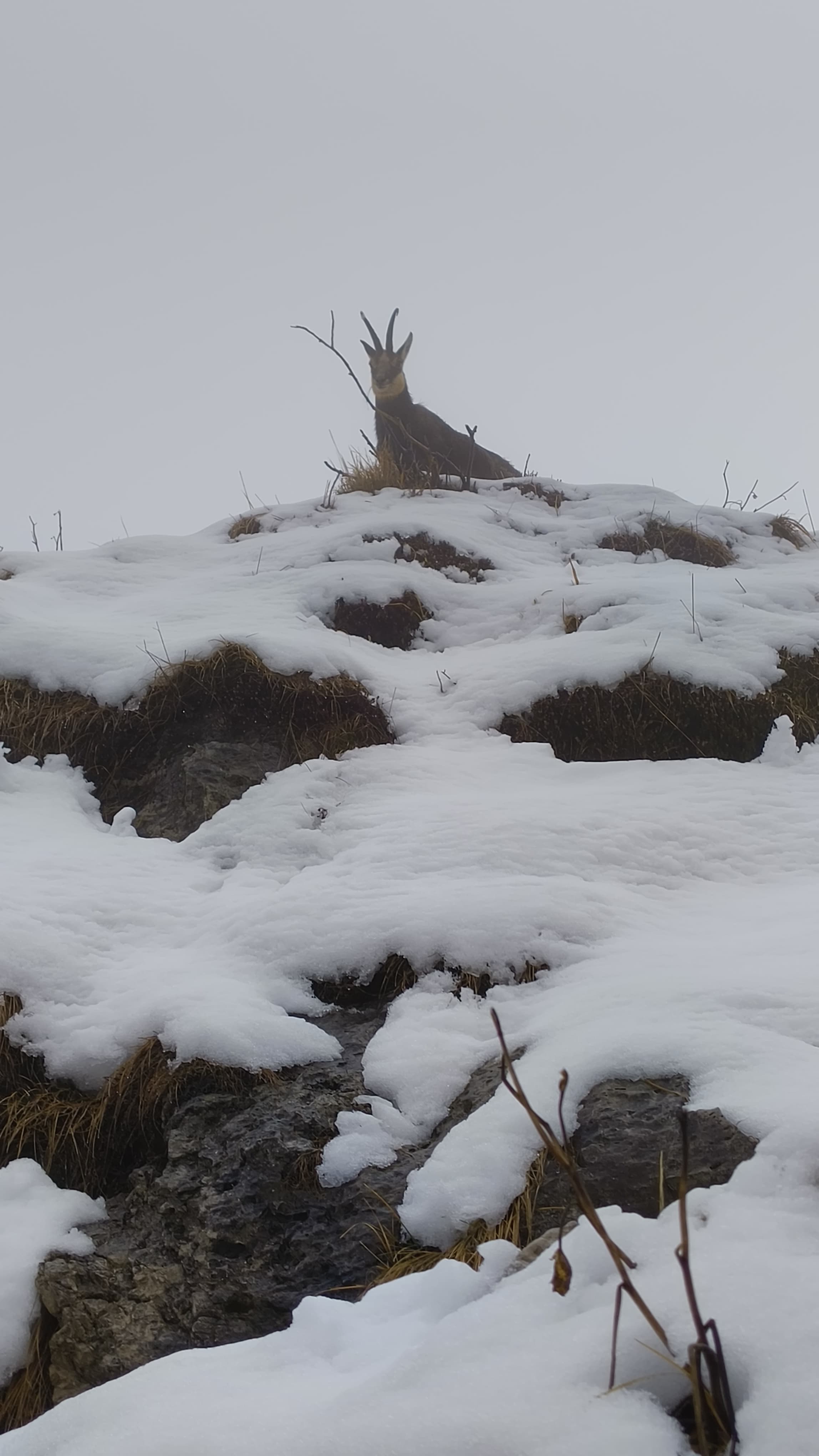 Foto n° 13 del trekking Grignetta invernale